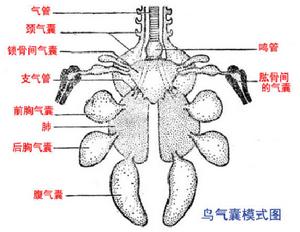 鳴管肌