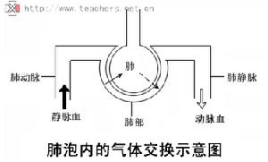 （圖）氣體交換