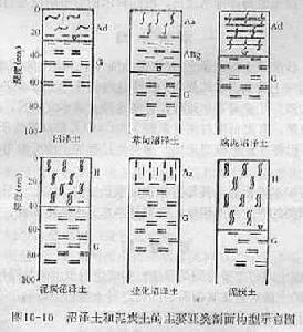 沼澤土