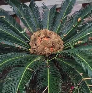 鐵樹[觀賞植物]