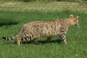 Savannah cat