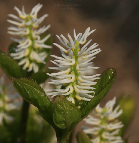 Chloranthus japonicus Sieb.&nbsp