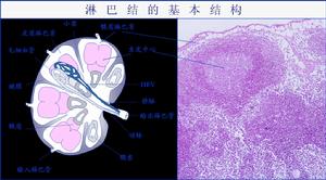 分子免疫學