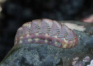 石鱉[海洋浮游生物重要組成]