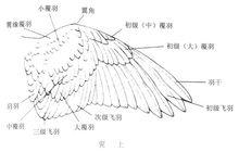 飛羽[鳥翼區後緣羽毛]