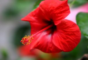 Hibiscus rosa-sinensis