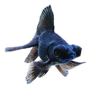 Ornamental fish