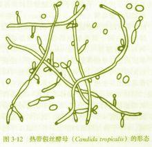 谷氏菌素