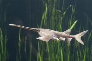 Chinese paddlefish