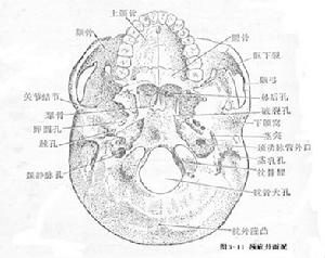 骨骼學