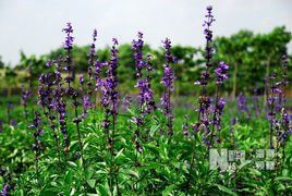 香草[動漫《魔女的考驗》當中角色]