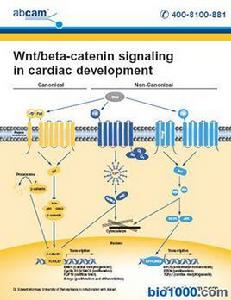 wnt信號通路