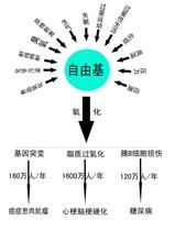 自由基化學