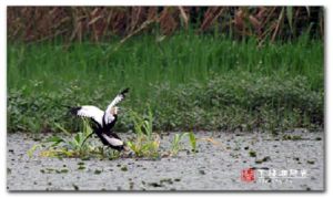 德清下渚湖國家濕地公園