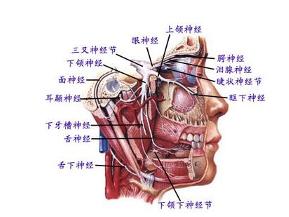 三叉神經