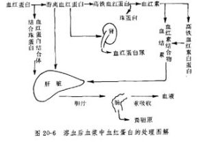 原位溶血