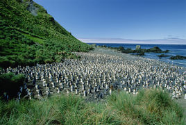 麥夸里島