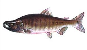 大馬哈魚（Oncorhynchus keta；big pacificsalmon）