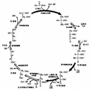 有氧氧化