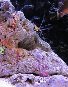 彼得松岩蝦