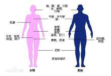 圖2 後裝治療機放射治療的身體部位