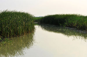 衡水湖濕地和鳥類保護區