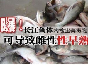 長江毒魚