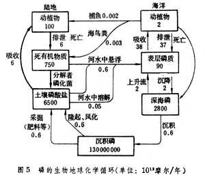 生物地球化學循環