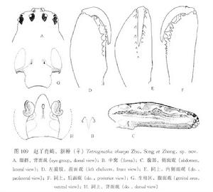 趙丫肖蛸