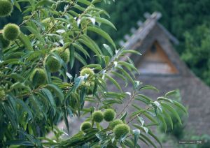 野生荔枝