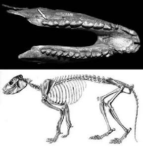 Hemihegetotherium trilobus