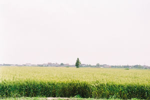 開莊遺址