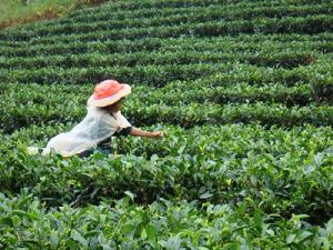 蘭門山自然村-茶葉種植