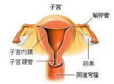 輸卵管疏通術