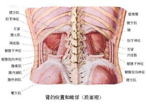 腎發育不良