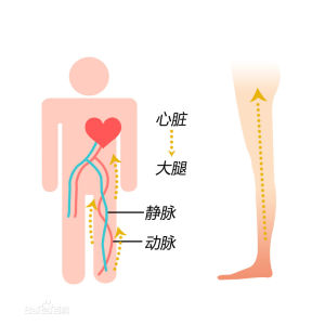 心臟大腿靜脈