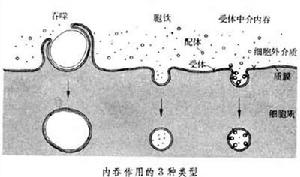 內吞與外排