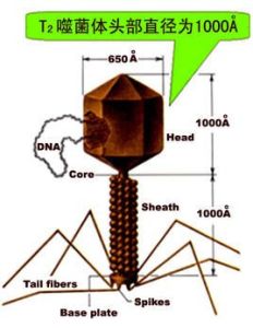 細菌染色體