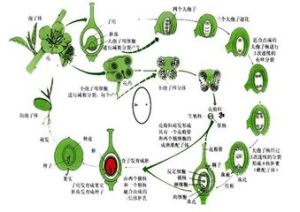 雙受精過程