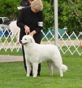 庫瓦茲犬Hungarian Kuvasz