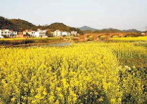 油菜花文化旅遊節開幕式在湘東區東橋鎮舉行