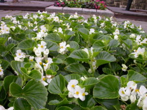 Bedding begonia