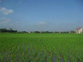 鳳凰村[雲南省昭通市永善縣檜溪鎮強勝村鳳凰村]