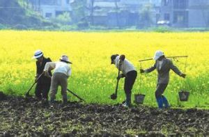 回到村里種地去