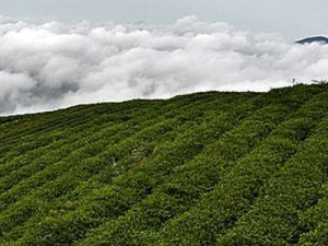 天台山雲霧茶園