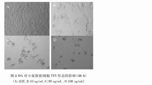 OA導致小鼠胚胎細胞凋亡電鏡圖