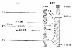 吸收不良綜合症