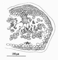 絲狀厚線藻的囊果切面觀