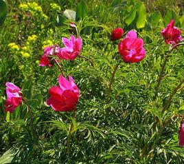 新疆芍藥[新疆芍藥]