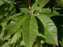 七葉樹（學名 Aesculus chinensis Bunge）